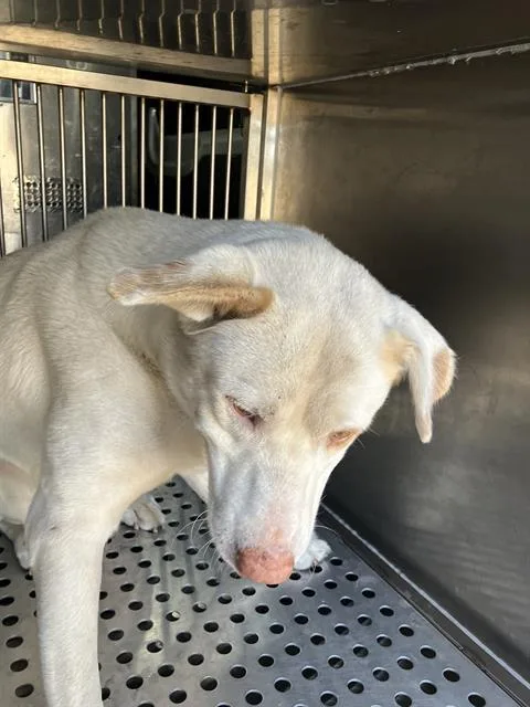 A young large-sized male Mixed Breed dog named Danny for adoption in Dallas, TX