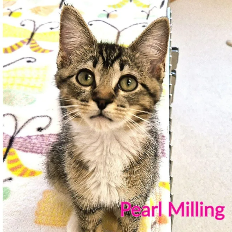 Pearl Milling thumbnail 2