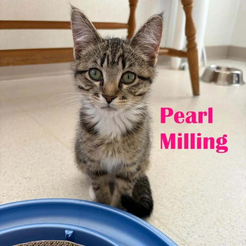Pearl Milling thumbnail 3