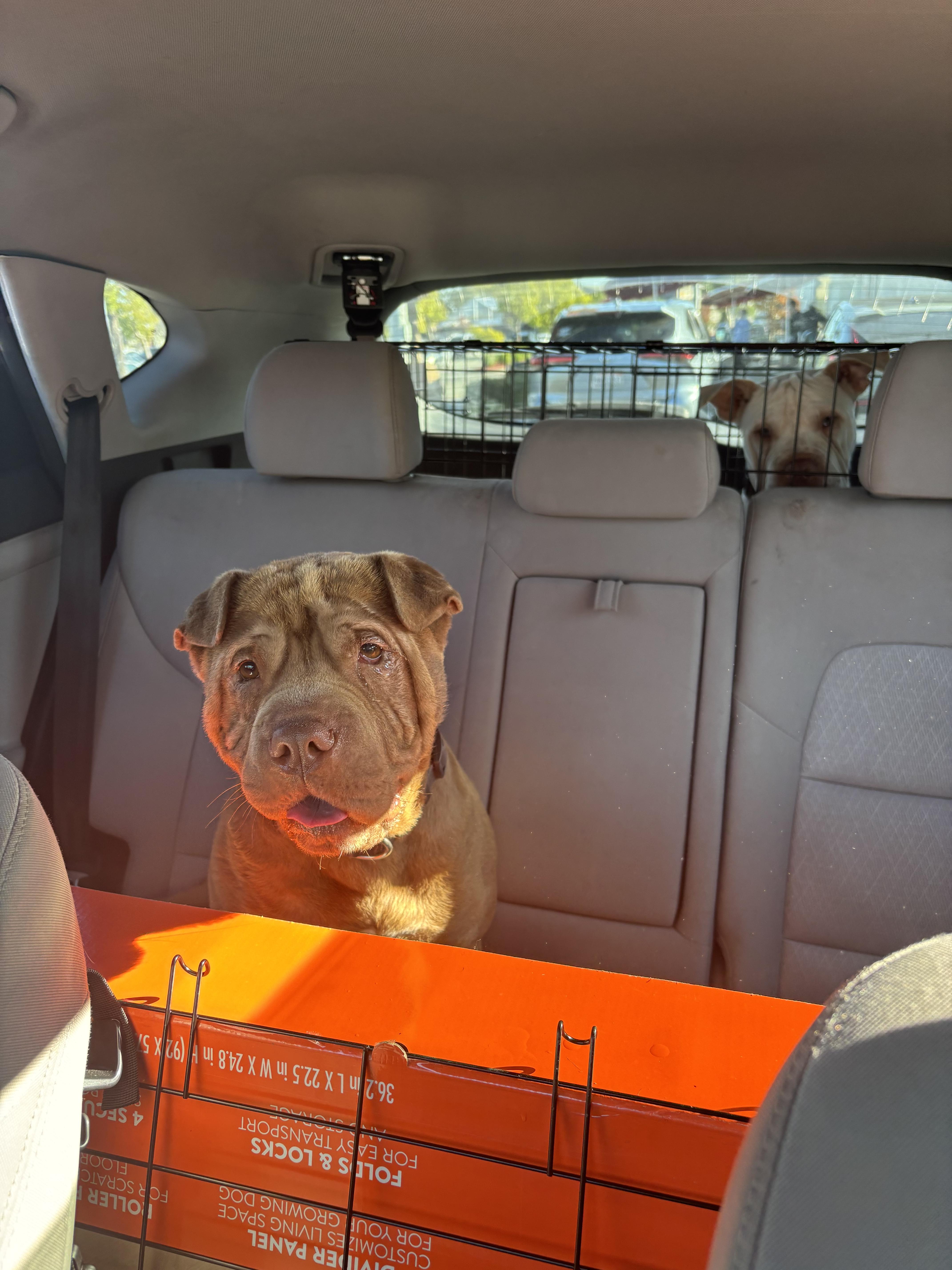 Reese’s thumbnail 2