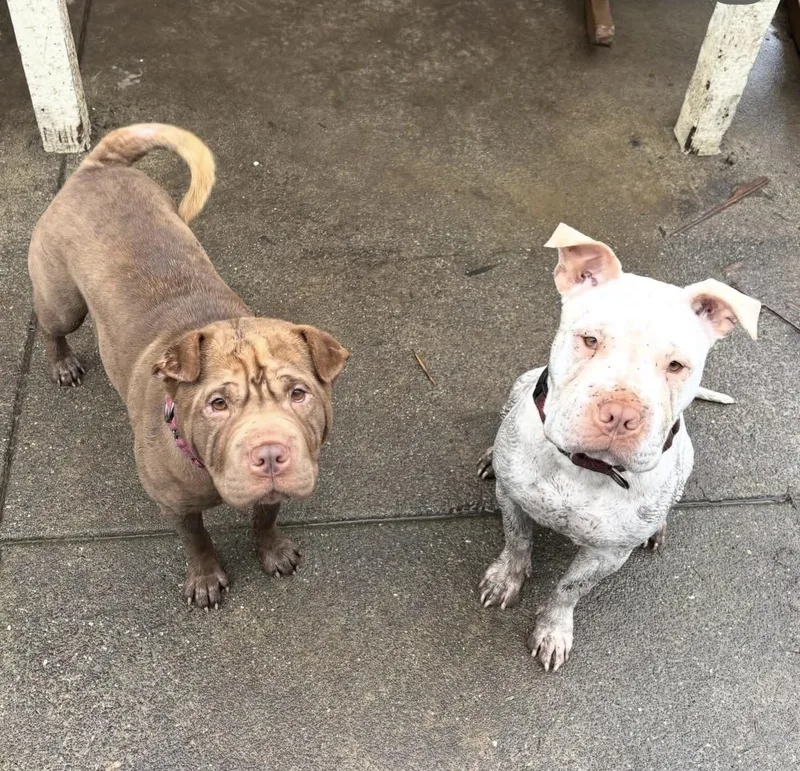 Reese’s thumbnail 4