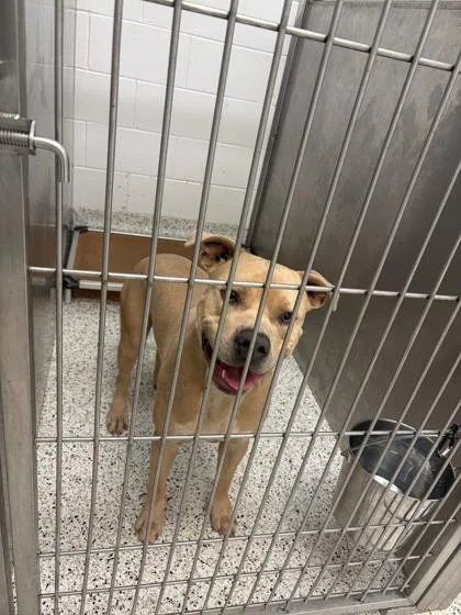 An adult large-sized male Pit Bull Terrier dog named Duke Of Hazzard for adoption in Atlanta, GA