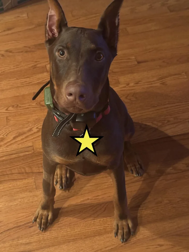 A young large-sized male Doberman Pinscher dog named Ace for adoption in Phoenixville, PA