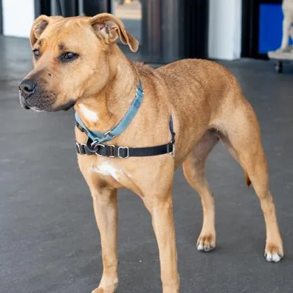 An adult large-sized female Apricot / Beige Mixed Breed dog named Robin for adoption in Fernandina Beach, FL