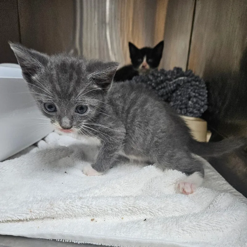A baby small-sized male Domestic Short Hair cat named Banjo for adoption in Ridgely, MD