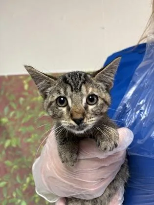 A young small-sized female Domestic Short Hair cat named Naomi for adoption in San Antonio, TX