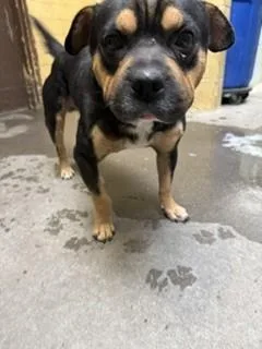 A young medium-sized male Rottweiler dog named Lord Farquad for adoption in Stockton, CA