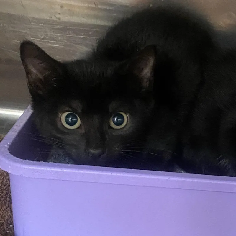 A baby small-sized male Domestic Short Hair cat named Pluto for adoption in Columbus, GA