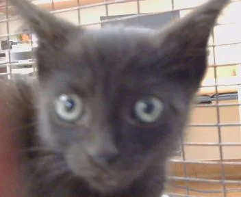 A baby small-sized male Domestic Short Hair cat named Moonpie for adoption in Sacramento, CA