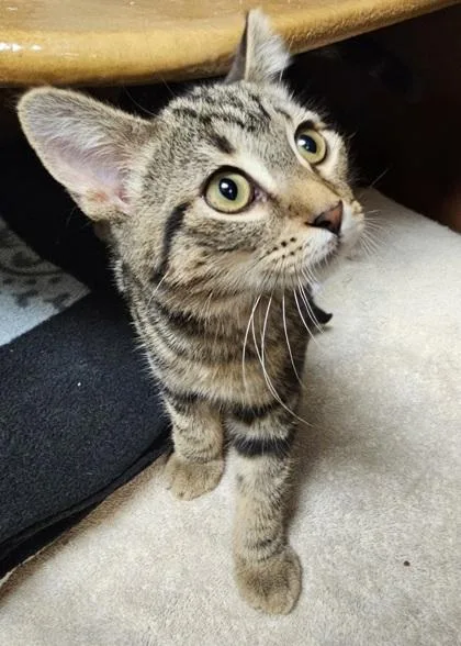 A young small-sized female Domestic Short Hair cat named Sage for adoption in Phoenix, AZ