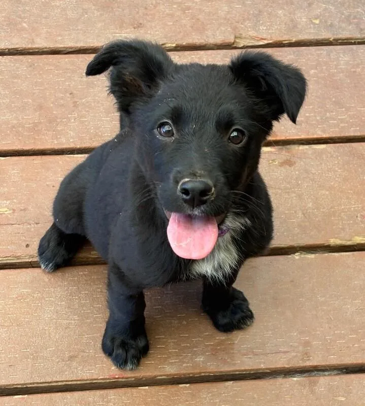A baby medium-sized female Black German Shepherd Dog dog named Ash for adoption in Van Nuys, CA