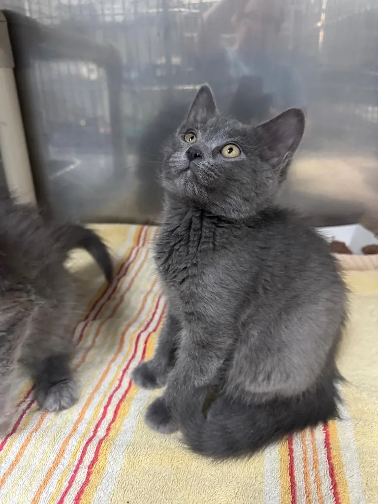 A baby medium-sized male Domestic Medium Hair cat named Finke for adoption in Fort Lupton, CO
