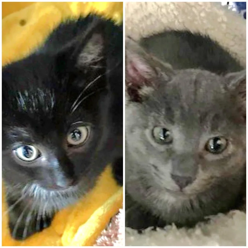 A baby medium-sized male Gray / Blue / Silver Domestic Short Hair cat named Aston And Martina for adoption in Shawnee, KS