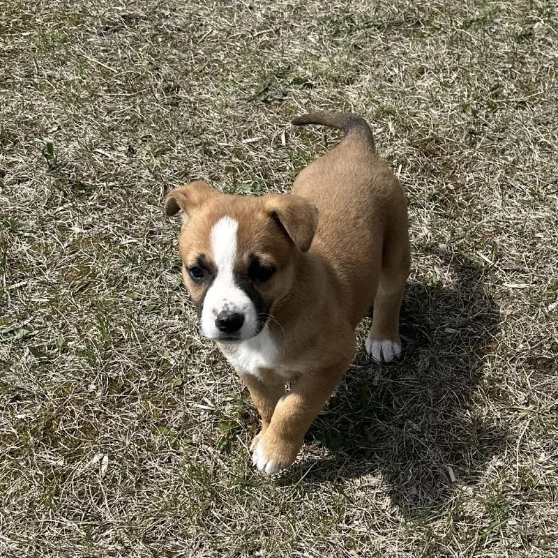 A young large-sized female Red / Chestnut / Orange German Shepherd Dog dog named Hadley for adoption in Detroit Lakes, MN