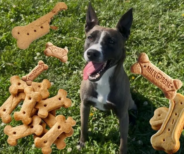 A young medium-sized female Belgian Shepherd / Malinois dog named Ivy for adoption in Fairfield, CA