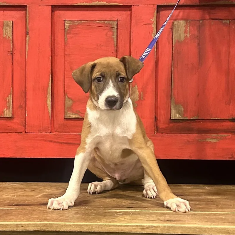 A baby small-sized male Brown / Chocolate Mixed Breed dog named FWT Jamie for adoption in Midland, TX