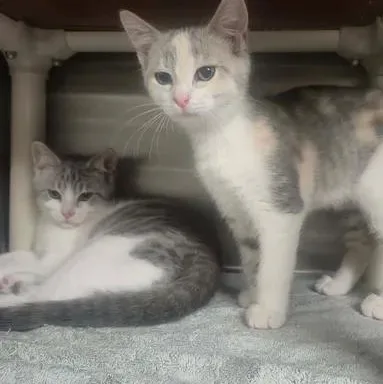 A baby medium-sized male Gray & White Domestic Short Hair cat named Caesar for adoption in Bluffton, IN