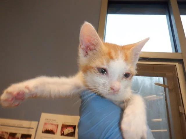 A baby small-sized male Domestic Short Hair cat named Sunny for adoption in San Jose, CA