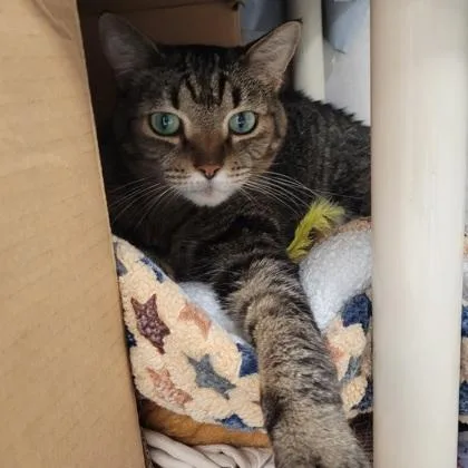 An adult large-sized male Domestic Short Hair cat named Meeko for adoption in Largo, FL