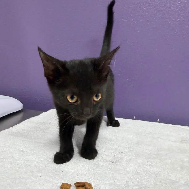 A baby small-sized male Black Domestic Short Hair cat named Sully for adoption in Englewood, FL
