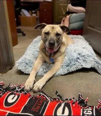 A senior large-sized female Mixed Breed dog named Ms. Sasha for adoption in Chamblee, GA