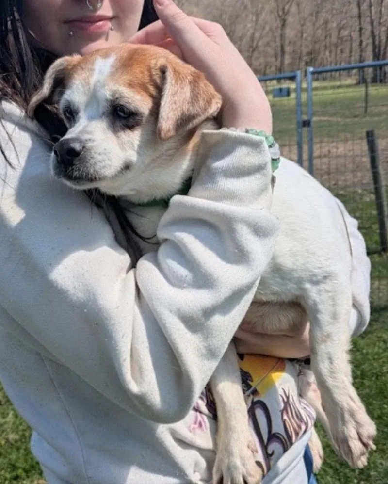 A young medium-sized female Jack Russell Terrier dog named Little Ann for adoption in Westminster, MD