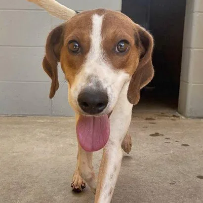 A young medium-sized male Yellow / Tan / Blond / Fawn Coonhound dog named Shiloh for adoption in Fernandina Beach, FL