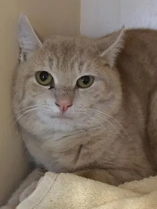 An adult medium-sized male Orange & White Domestic Short Hair cat named Gilbert for adoption in West Swanzey, NH