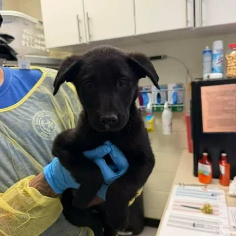 A baby small-sized female Black Shepherd dog named Letty for adoption in Bastrop, TX