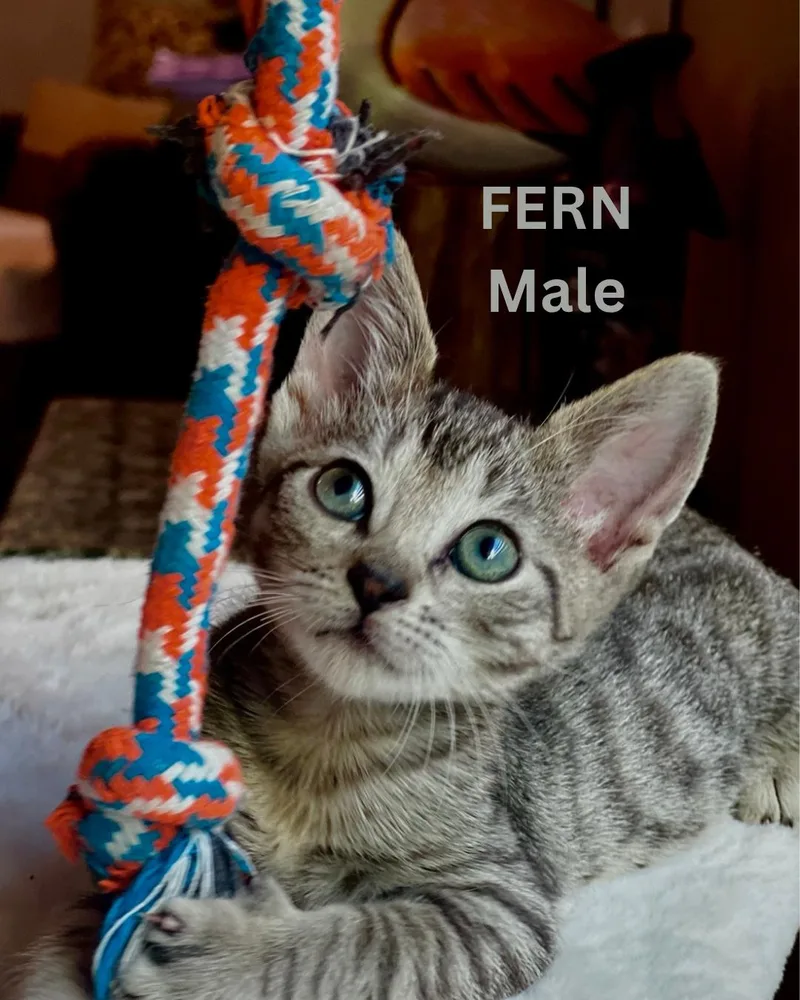A baby small-sized male Brown / Chocolate Domestic Short Hair cat named Fern for adoption in Largo, FL
