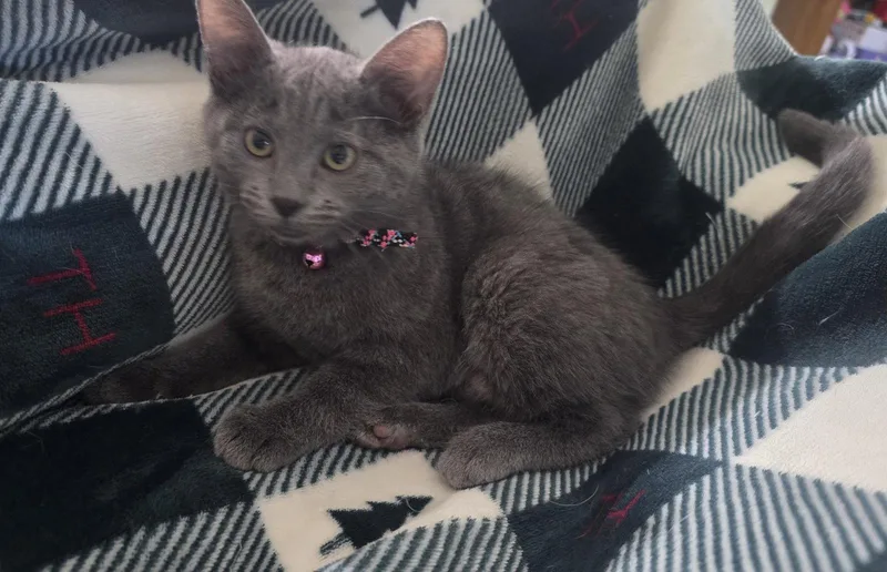 Willow