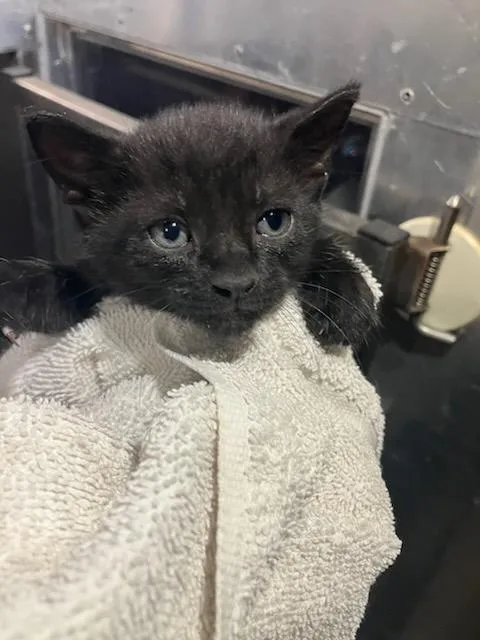 A baby small-sized male Domestic Short Hair cat named Uranus for adoption in Dallas, TX