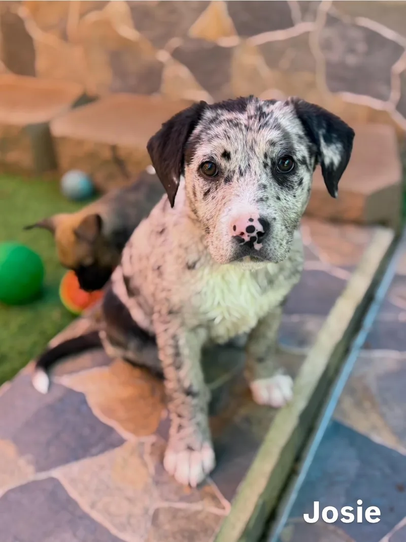 Pit  Catahoula Pups thumbnail 2