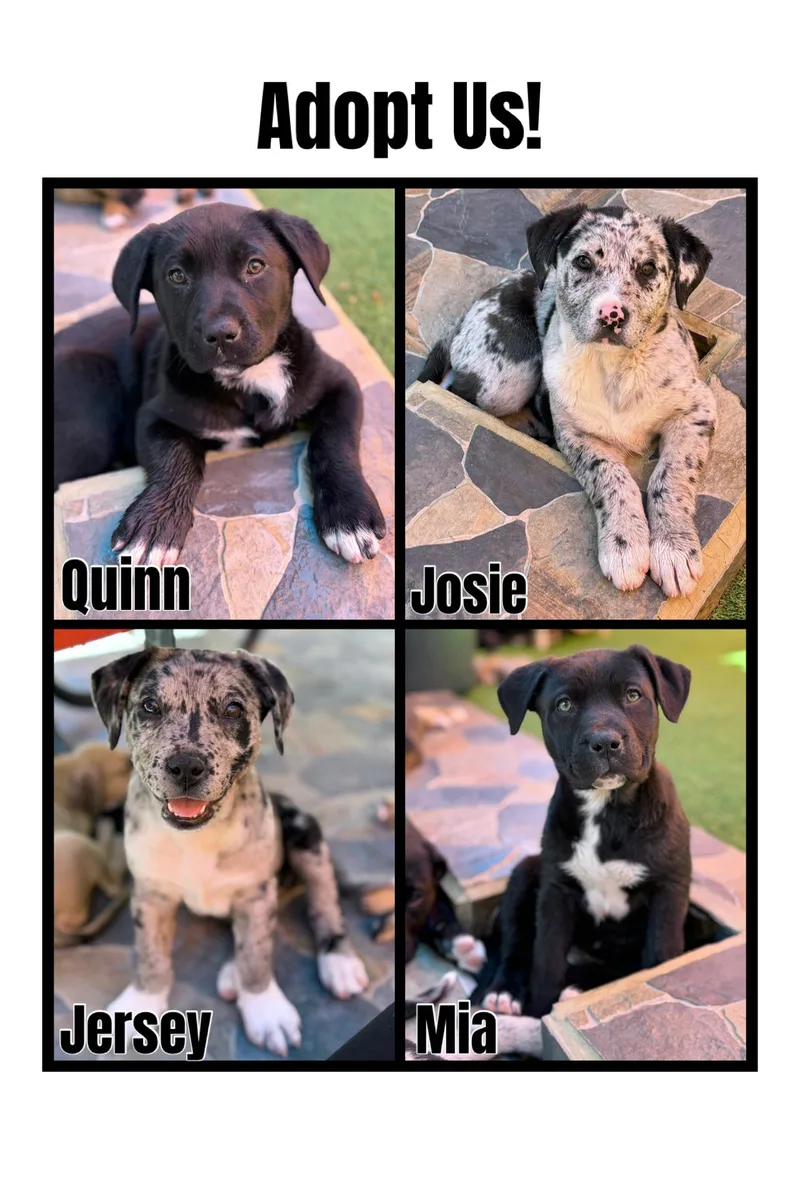 A young medium-sized female Tricolor (Brown, Black, & White) Pit Bull Terrier dog named Pit  Catahoula Pups for adoption in Glendale, AZ