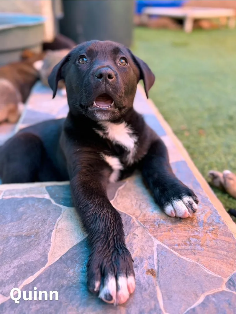 Pit  Catahoula Pups thumbnail 3