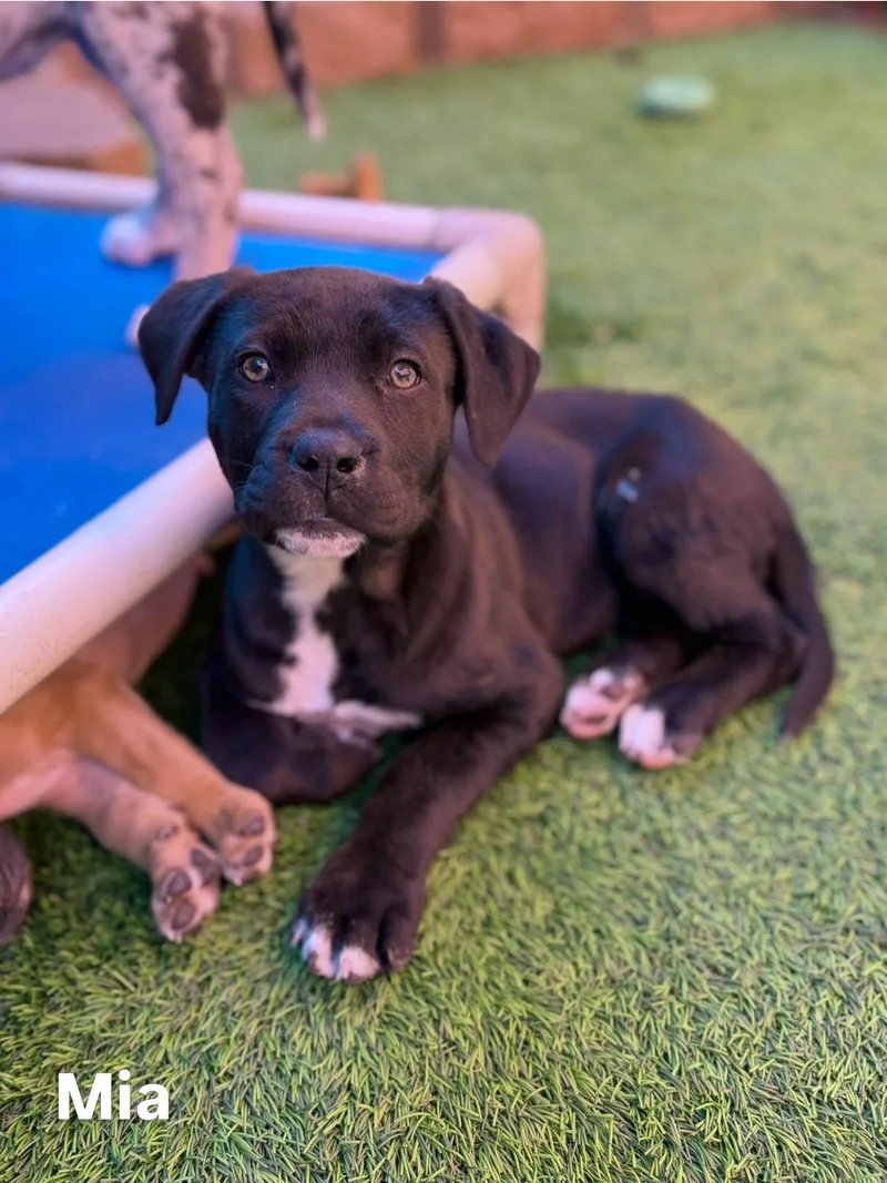 Pit  Catahoula Pups thumbnail 4