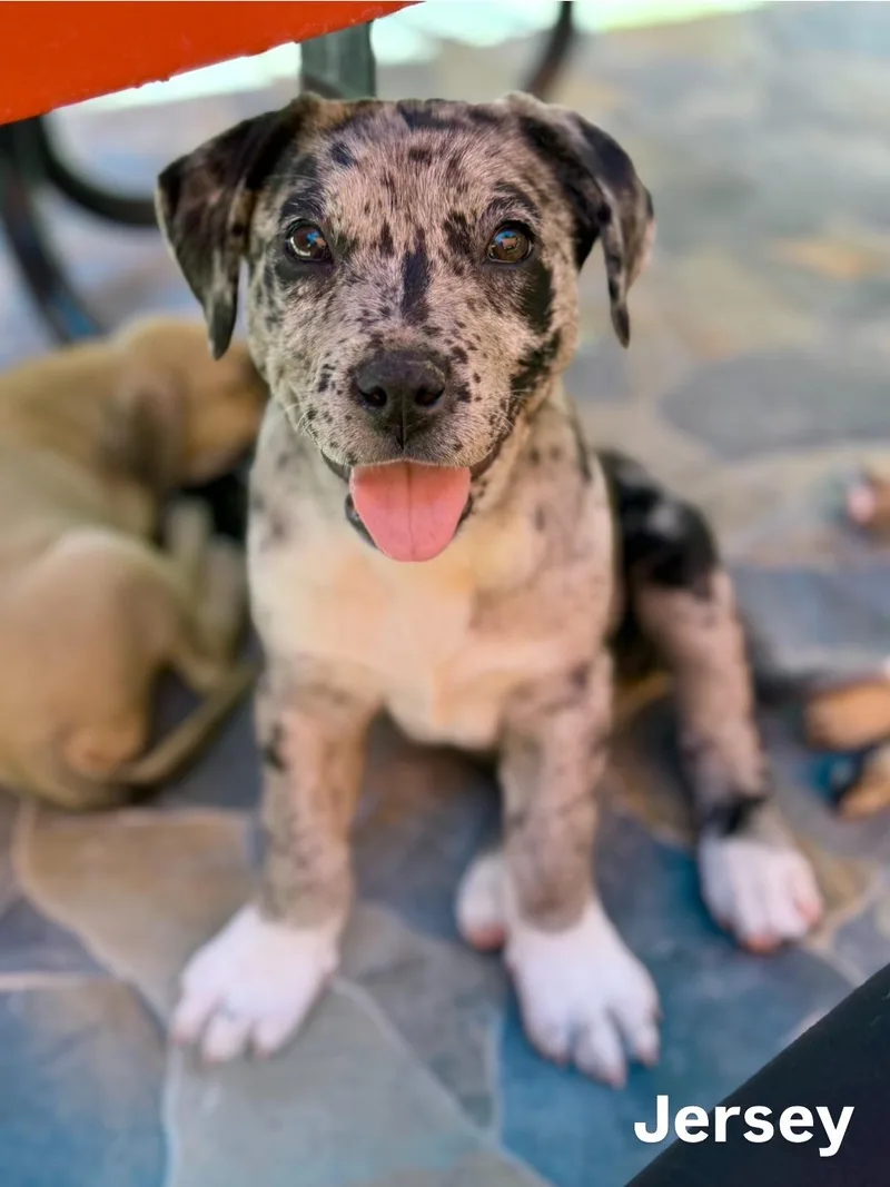 Pit  Catahoula Pups thumbnail 5