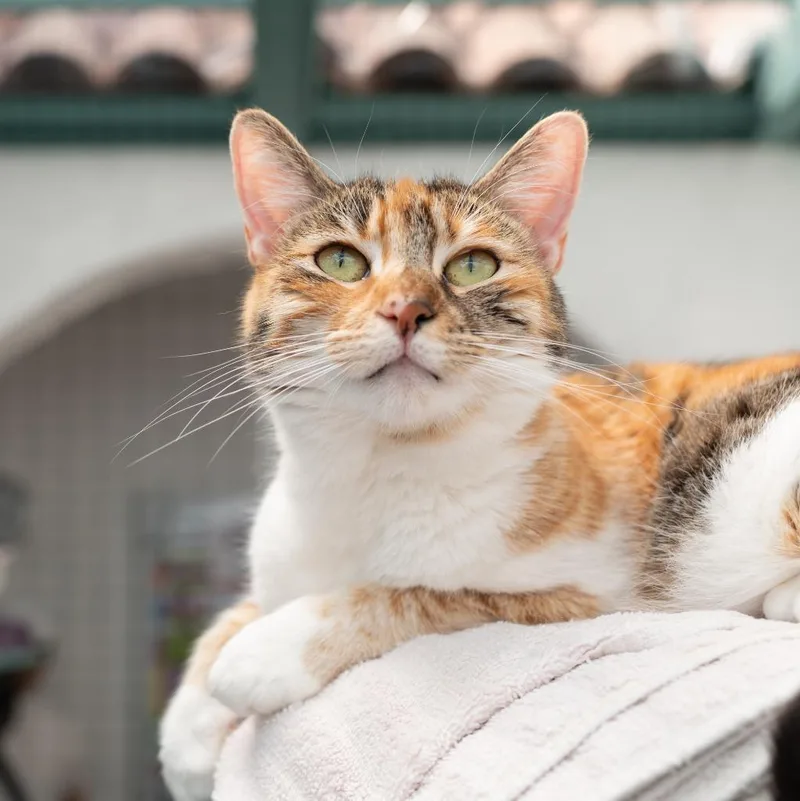 A young small-sized female Domestic Short Hair cat named Aubrey for adoption in Los Angeles, CA