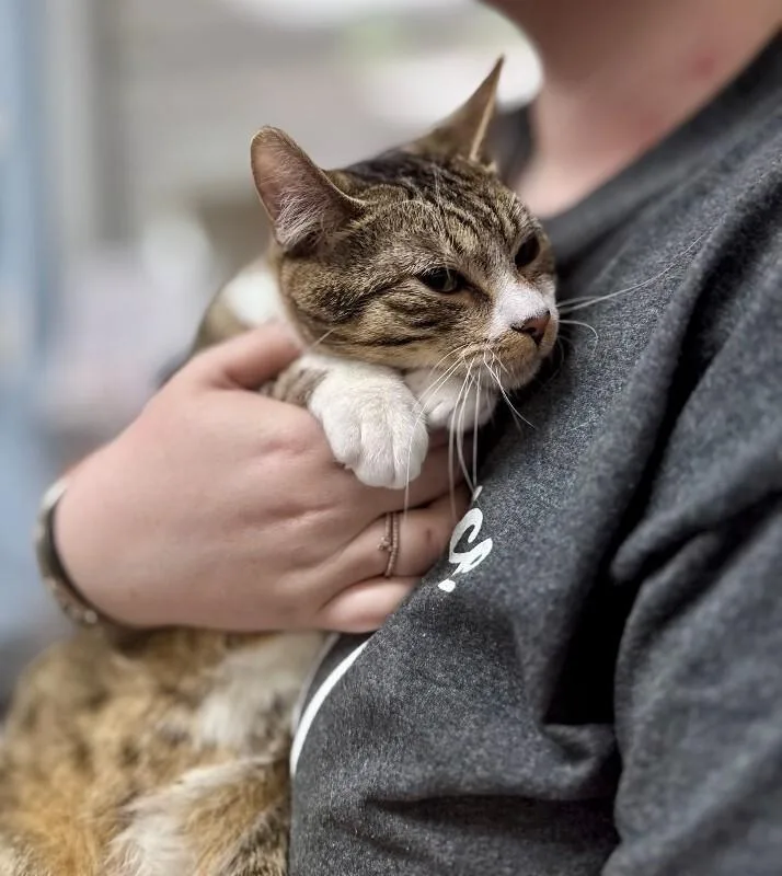 An adult medium-sized male Tabby (Tiger Striped) Domestic Short Hair cat named Dapper for adoption in Wooster, OH