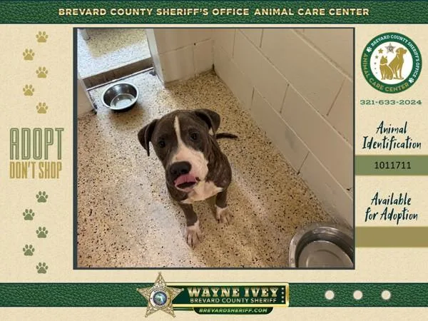 An adult large-sized male Mixed Breed dog named Stromboli for adoption in Melbourne, FL