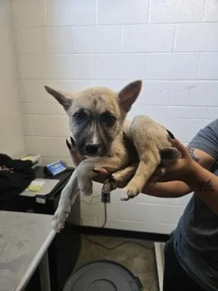 A baby medium-sized female Border Collie dog named Teeter for adoption in Sacramento, CA