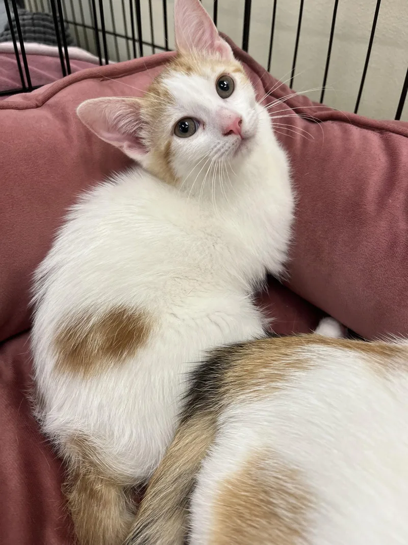 A baby small-sized female Orange & White Domestic Short Hair cat named Monique for adoption in Walnut Creek, CA