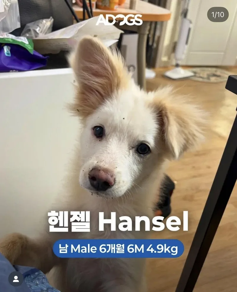 A baby small-sized male Spitz dog named Hansel for adoption in Agoura Hills, CA