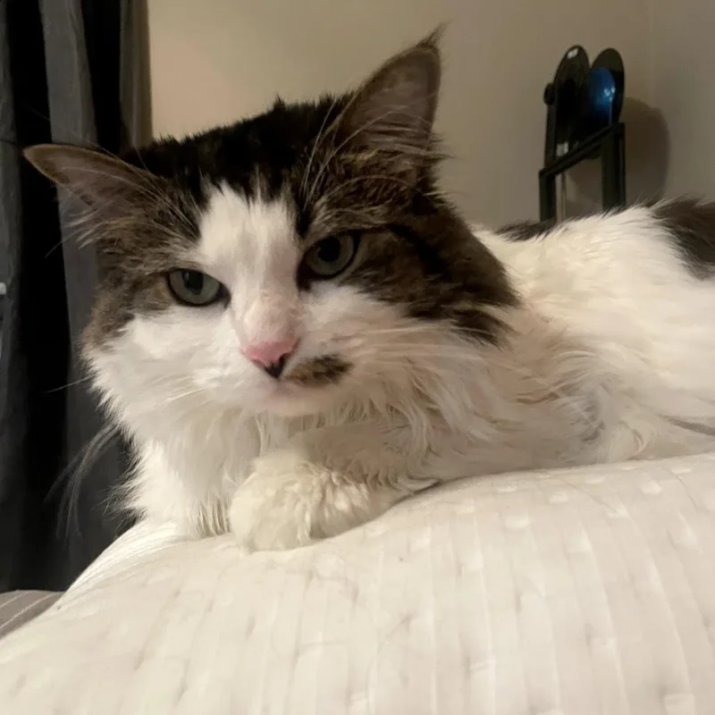 Pepperoncini thumbnail 2