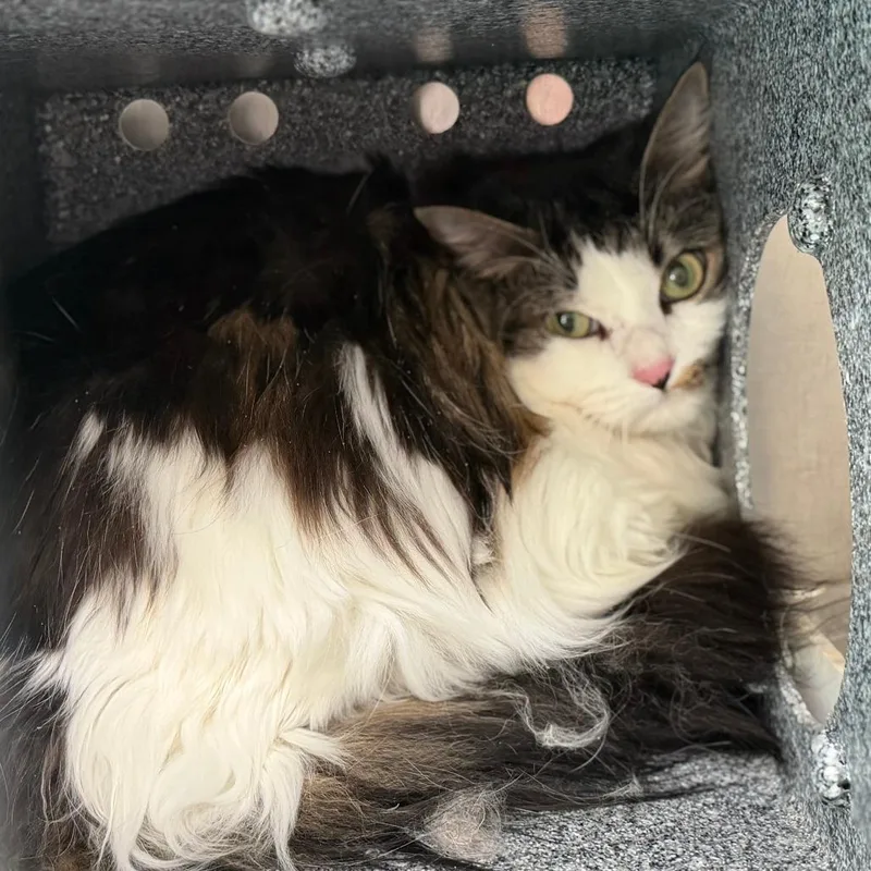 Pepperoncini thumbnail 4