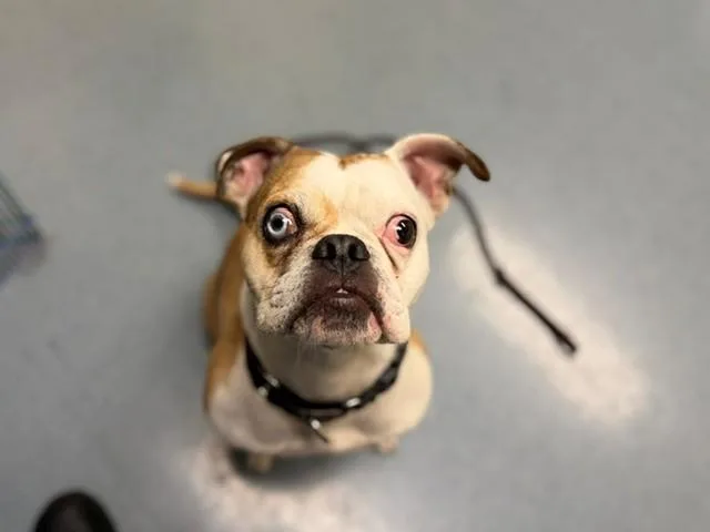 An adult small-sized male French Bulldog dog named Sosa for adoption in Denver, CO
