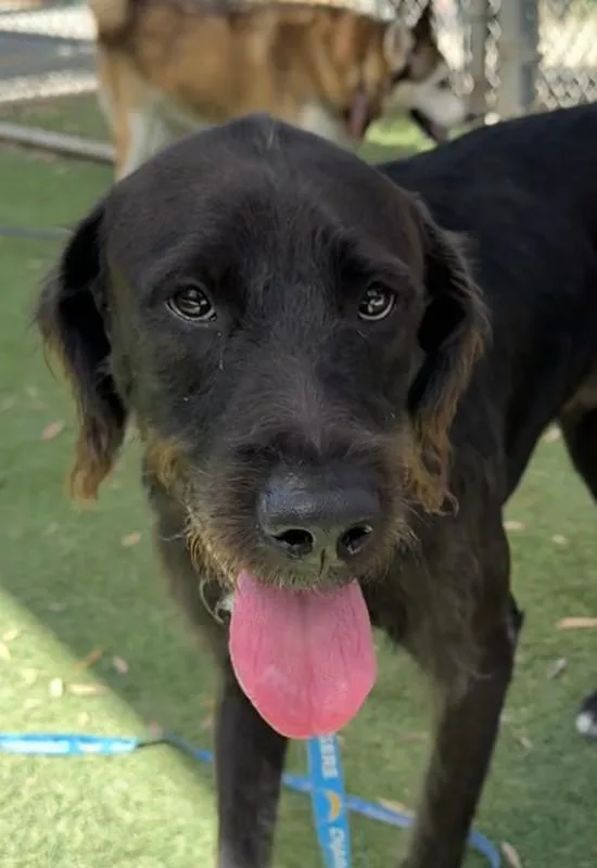 A young large-sized male Wheaten Terrier dog named Rodney for adoption in Los Angeles, CA
