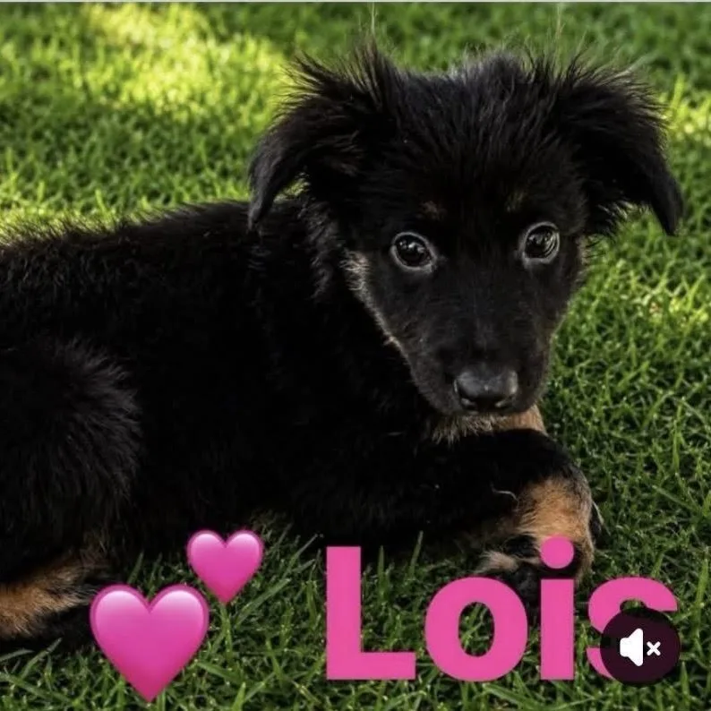 Lois