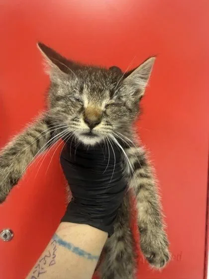 A young small-sized male Domestic Short Hair cat named B Graham for adoption in North Charleston, SC