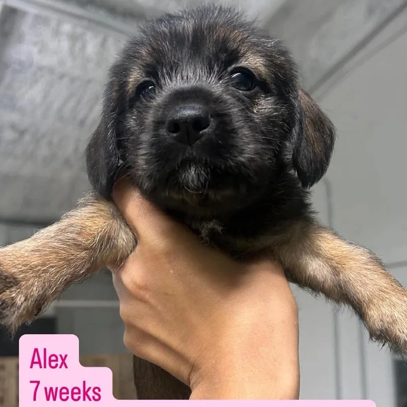 A baby small-sized female Wirehaired Terrier dog named Alex for adoption in Tampa, FL